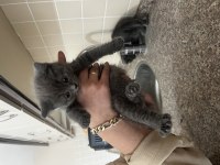 2 aylık bebek british shorthair yavrular
