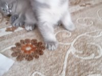 3 aylık 2 dişi 1 erkek scottish fold gri renk