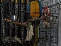 11-12 aylık macaw papağanı
