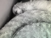 minik yavru köpeğimiz