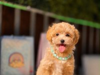 Baby Face Kore Maltipoo Köpekler