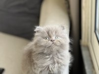 Lilac Oyuncu Sevimli British Longhair Yavrum