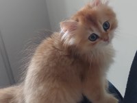 5 AYLIK VE ÇOK TATLI BRİTİSH