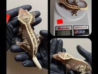 SAĞLIKLI CRESTED GECKOLAR ÜST KALİTE