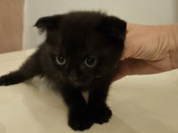 Sahibinden siyah scottish fold