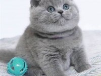 British Shorthair Yavrular Evinizin Neşesi Olacaktır