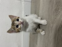 ÜCRETSİZ CİNS KEDİMİZİ SAHİPLENMEK İSTER MİSİNİZ