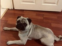 Erkek eğitimleri aşıları herşeyi tam pug