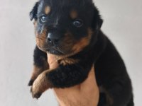 Rottweiler yavruları