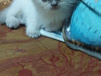 Scottish fold blue point