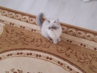 İran kedimize yuva ariyoruz