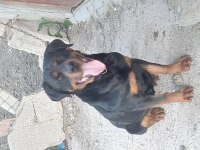 Dişi rottweiler