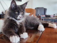 Safkan Şecereli Geleceğin Şampiyon Adayı Maine Coon