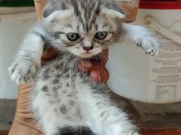 scottish fold yavrularım