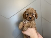 Evde doğma şov kalite maltipoo yavrular