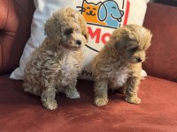Petmode Köpek Çiftliğinden Maltipoo Yavrular