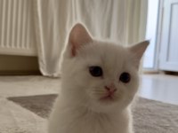 British Shorthair Beyaz Yavrular