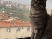 Kedimiz gofret için yuva arıyoruz