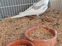 3 aylık heavy ve clear siyah göz sultan papağanı