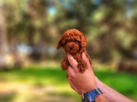 Toy poodle mı istemiştiniz