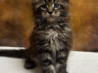 MCO polydactyl erkek ve dişi wcf kayıtlı maine coon