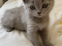 Gri british shorthair