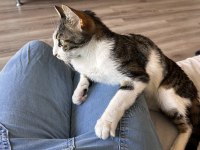 2 Yaşındaki Luna Acil Ev Arıyor 2 Ayı Var!