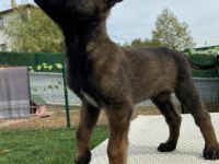 Belçika kurdu diğer adıyla Malinois