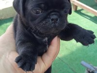 Pug mops yavrular