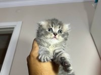 safkan scottish fold yavruları