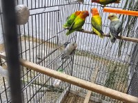 Gren opalin euwing papağanımız