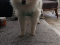 10 aylık erkek 2 buçuk kg pomeranian