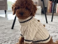 Orijinal Toy Poodle