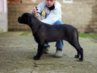 ŞECERELİ FULL AŞILI CANE CORSO YAVRULAR