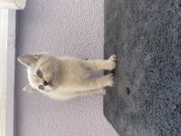 British Shorthair Yavrularımız