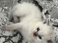 British longhair kedisi