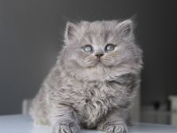 Mavi british longhair boncuklarım