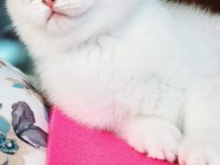Beyaz mavi gözlü erkek british shorthair