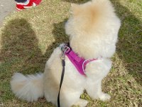 Erkek pomeranian 1 yaşında
