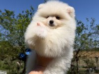 KUSURSUZ KARBEYAZ DİŞİ POMERANİAN BOO