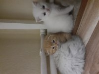Safkan orjinal british shorthair yavrular
