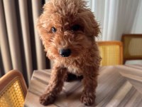 3 Aylık Erkek Toy Poodle