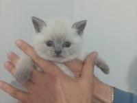 Bluepoint Erkek Yavru British Shorthair