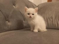 Yeni yuvamızı arıyoruz british shorthair