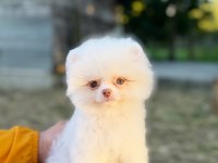 MİCRO TEACUP KUSURSUZ KARBEYAZ POMERANİAN BOO