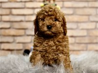 A kalite toy poodle yavruları
