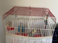 dişi grey sultan papağanı