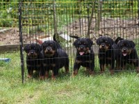 Şecereli şampiyon rottweiler yavruları
