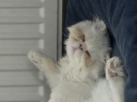 1 buçuk yaşında Persian cins