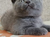 Scottish fold yavrumuza yuva arıyoruz